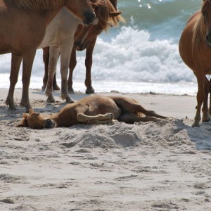 Wild Horses at Assateague Island National Park in Maryland