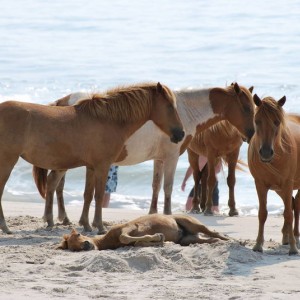 Wild Horses at Assateague Island National Park in Maryland