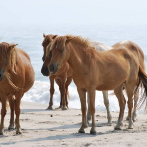 Wild Horses at Assateague Island National Park in Maryland