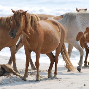 Wild Horses at Assateague Island National Park in Maryland