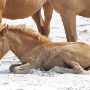 Wild Horses at Assateague Island National Park in Maryland