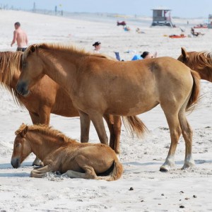 Wild Horses at Assateague Island National Park in Maryland