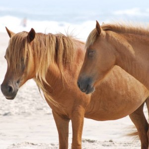 Wild Horses at Assateague Island National Park in Maryland