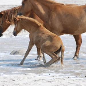 Wild Horses at Assateague Island National Park in Maryland