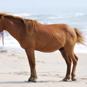 Wild Horses at Assateague Island National Park in Maryland