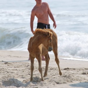 Wild Horses at Assateague Island National Park in Maryland