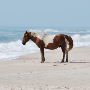 Wild Horses at Assateague Island National Park in Maryland