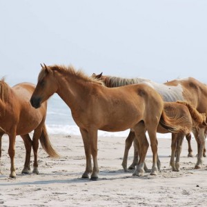 Wild Horses at Assateague Island National Park in Maryland