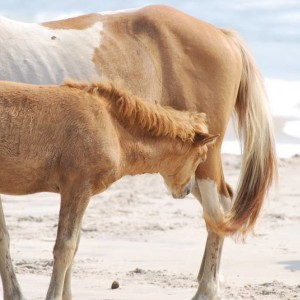 Wild Horses at Assateague Island National Park in Maryland