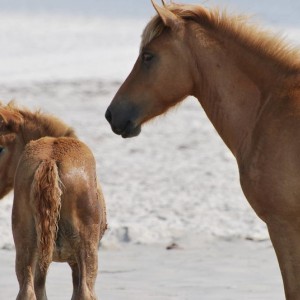 Wild Horses at Assateague Island National Park in Maryland