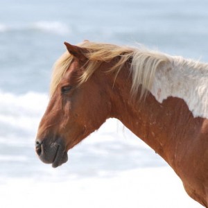 Assateague_Wild_Horses_17