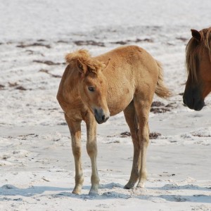 Assateague_Wild_Horses_16