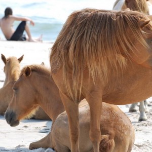 Assateague_Wild_Horses_10