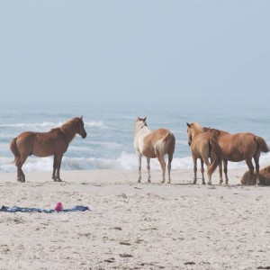 Wild Horses at Assateague Island National Park in Maryland