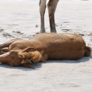 Wild Horses at Assateague Island National Park in Maryland