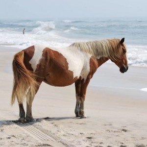 Wild Horses at Assateague Island National Park in Maryland