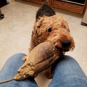 For dog thread