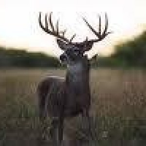 12pointbuck