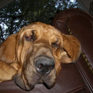 Droopy