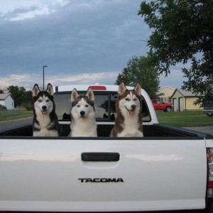 Wheels and Pups