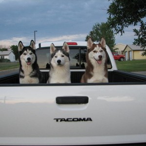 Wheels and Pups