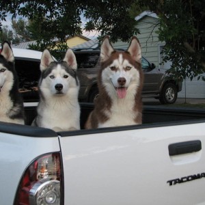 Wheels and Pups
