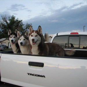 Wheels and Pups