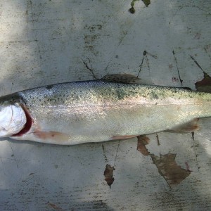 Lil trout