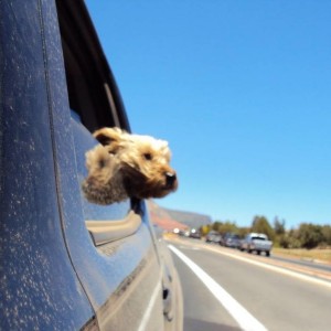 driving back from Flag