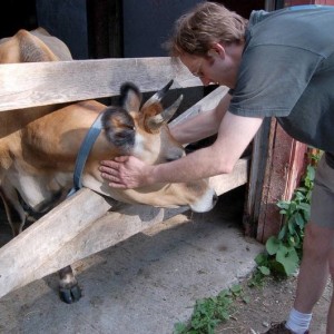 Bill_pets_a_Jersey