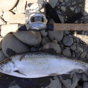 First_Steelhead