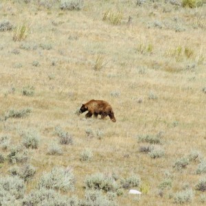 brown_bear_1