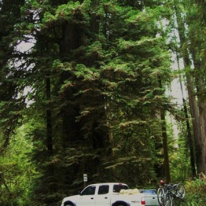 Redwoods
