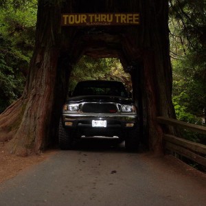 Redwoods