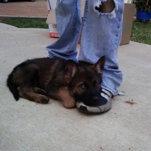Link the Day after we picked him up