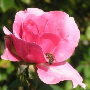 rosebee
