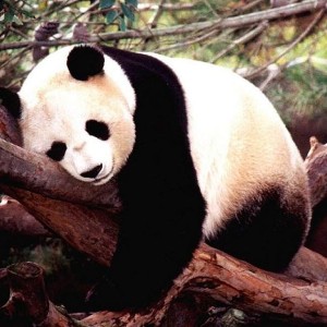 panda-bear-wallpaper