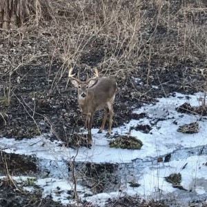 Eight pointer in the park today.