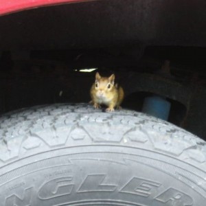 chippy mod
