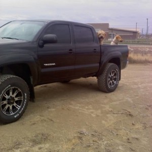 Trucks_and_dogs