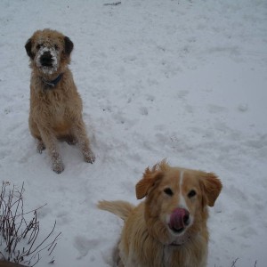 Snowday_for_the_dogs