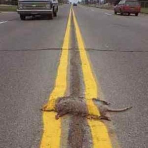 road_kill