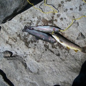 2 rainbows and 1 german brown from camping trip