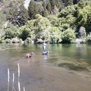 Fly fishing provo river,with dogs