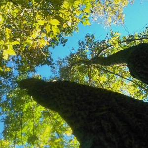 A look up my treestand...