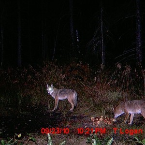 coupleof_coyotes