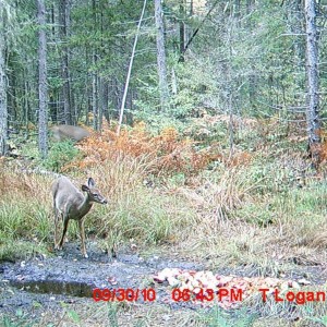 smalldoe