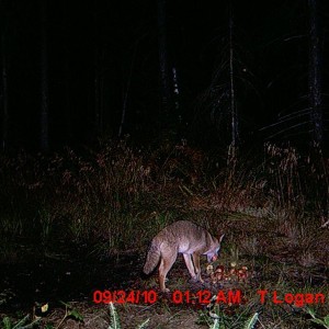 coyoteeatinapple