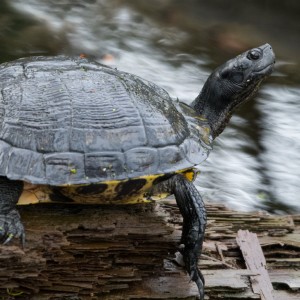 Turtle On A Limb