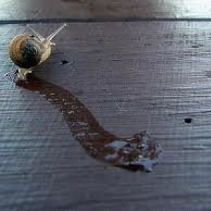 snailtrail